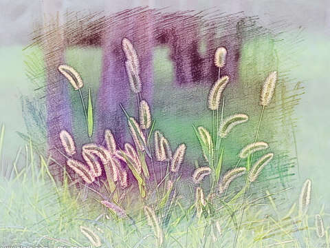 草