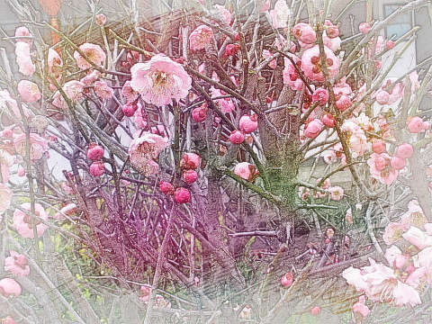 桃花开