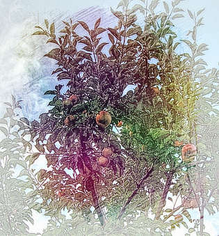 梦见分苹果
