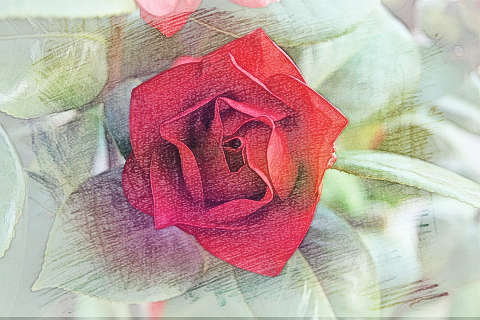 红色的花