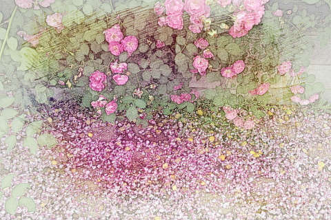 花开花落