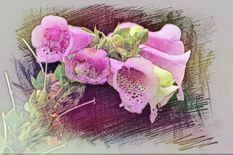 花谢