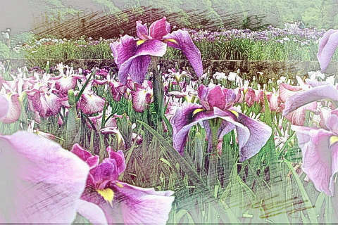 菖蒲花