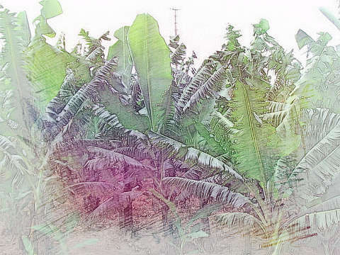 一片香蕉树