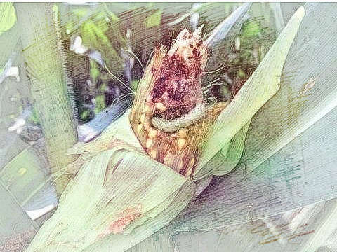 玉米有虫