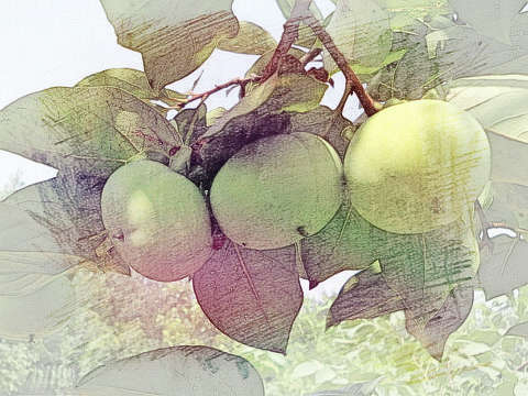 摘生柿子