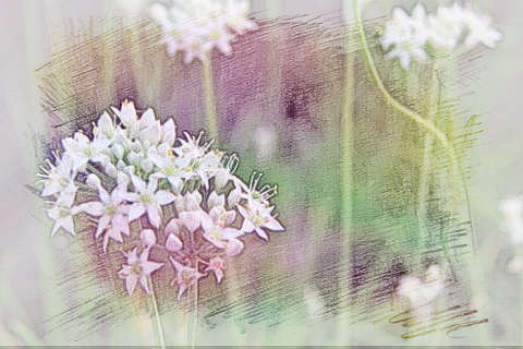 韭菜开花