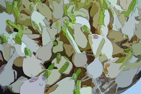 大蒜长苗