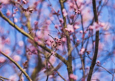 梦见树开花