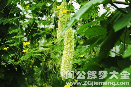 梦见苦瓜