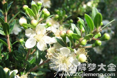 梦见香桃木