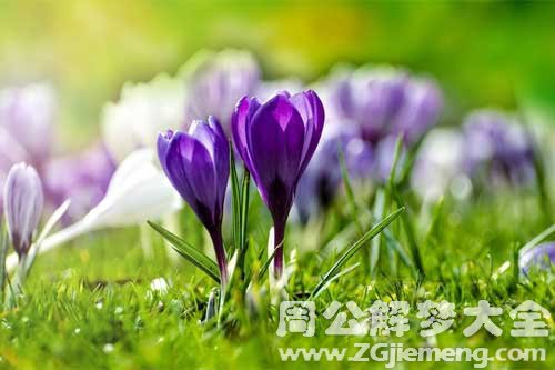 梦见紫色花