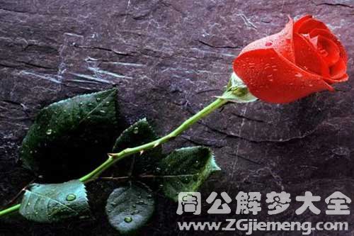 梦见红玫瑰
