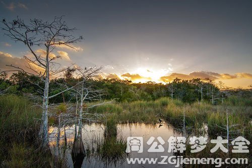沼泽-湿地