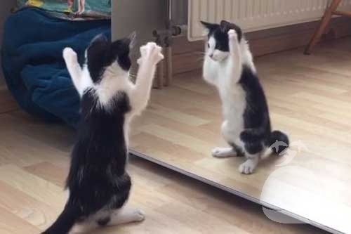 梦见照镜子是什么意思 梦见照镜子是什么意思