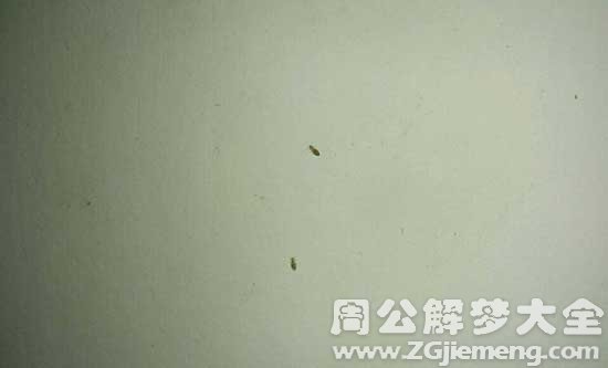 墙壁上有蚂蚁