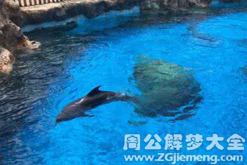 游泳池里有鲨鱼 游泳池里有鲨鱼