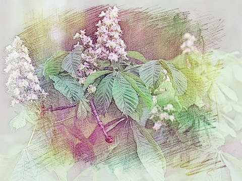 草药