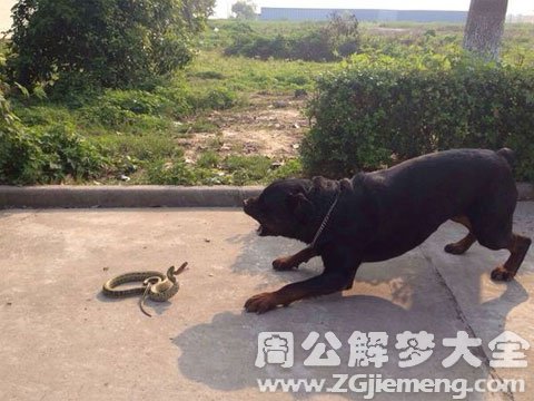梦见蛇和狗打架.jpg