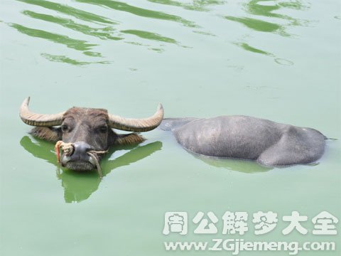 牛被水冲走.jpg