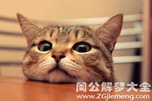 猫变人