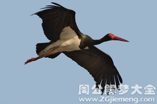 黑鹤