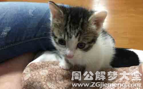 梦见猫血.jpg