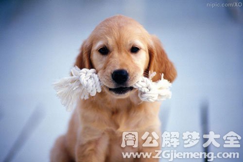 梦见咬东西 梦见咬东西