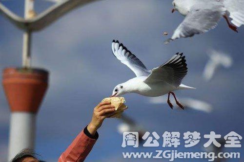 梦见给予 梦见给予