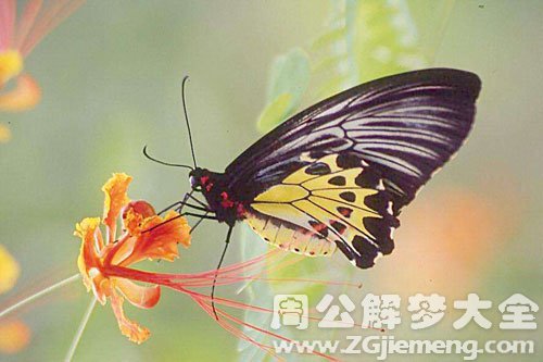 自己变成蝴蝶 自己变成蝴蝶