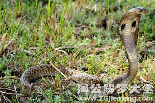 田地里好多蛇 田地里好多蛇