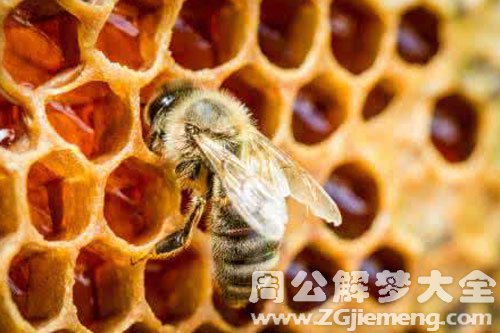 很多蜂巢 很多蜂巢