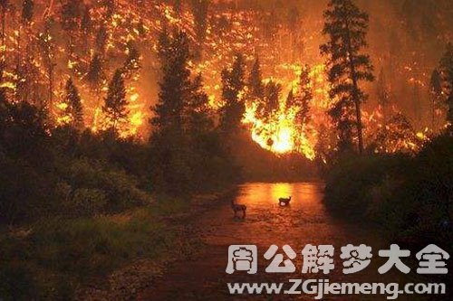 大火烧果树 大火烧果树