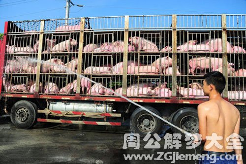 梦见货车拉满猪 梦见货车拉满猪
