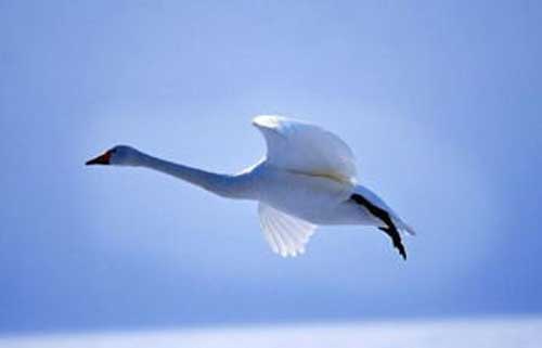 飞翔的白鹅 飞翔的白鹅