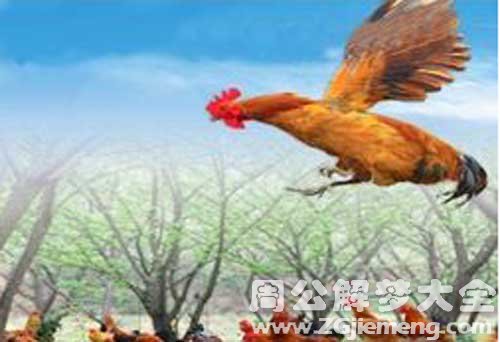 梦见飞翔的鸡
