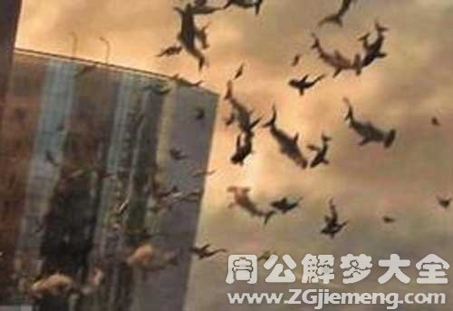 梦见飞翔的鲨鱼 梦见飞翔的鲨鱼