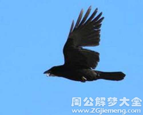 梦见飞翔的乌鸦 梦见飞翔的乌鸦