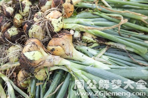 梦见地里有洋葱 梦见地里有洋葱