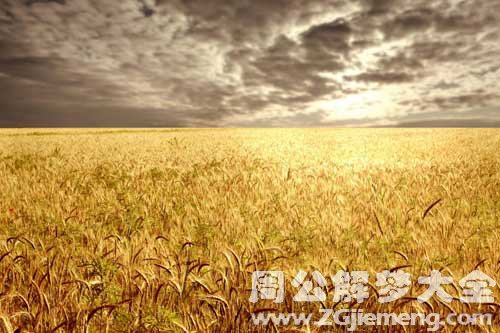 梦见吃麦子 梦见吃麦子