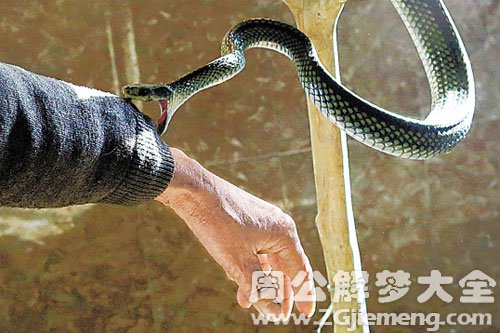 蛇咬 蛇咬