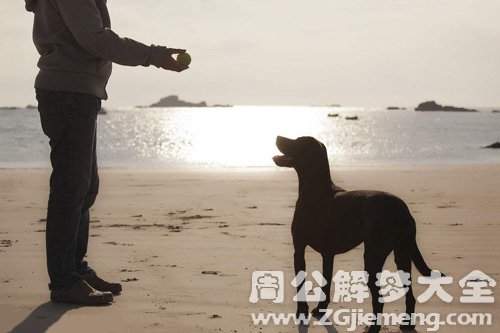 梦见扔球给狗 梦见扔球给狗