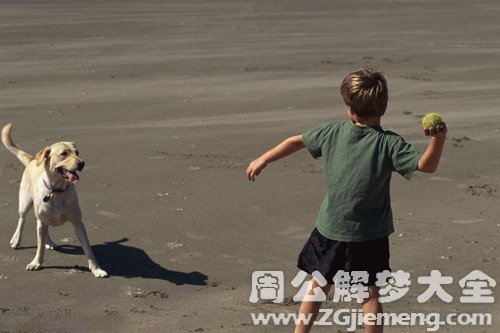 梦见扔球狗狗接 梦见扔球狗狗接