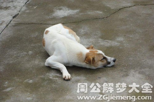 梦见快速杀死一条狗 梦见快速杀死一条狗