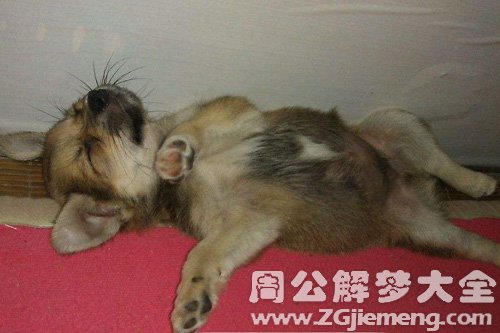 梦见不小心杀死一条狗