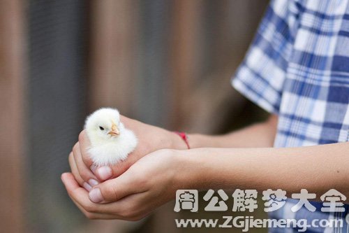 梦见旅游途中逮到一只雏鸡 梦见旅游途中逮到一只雏鸡