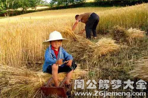 梦见割禾 梦见割禾