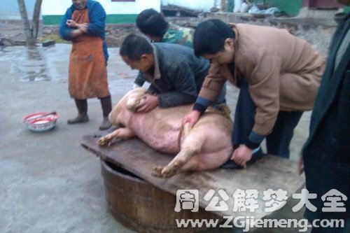 梦见过年回家杀猪