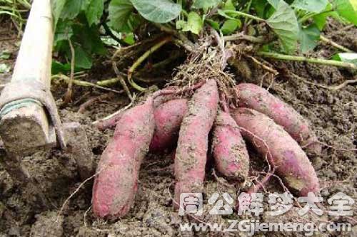 梦见偷别人的红薯