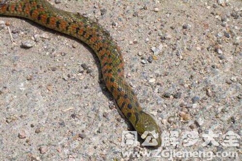 家人打死蛇 家人打死蛇